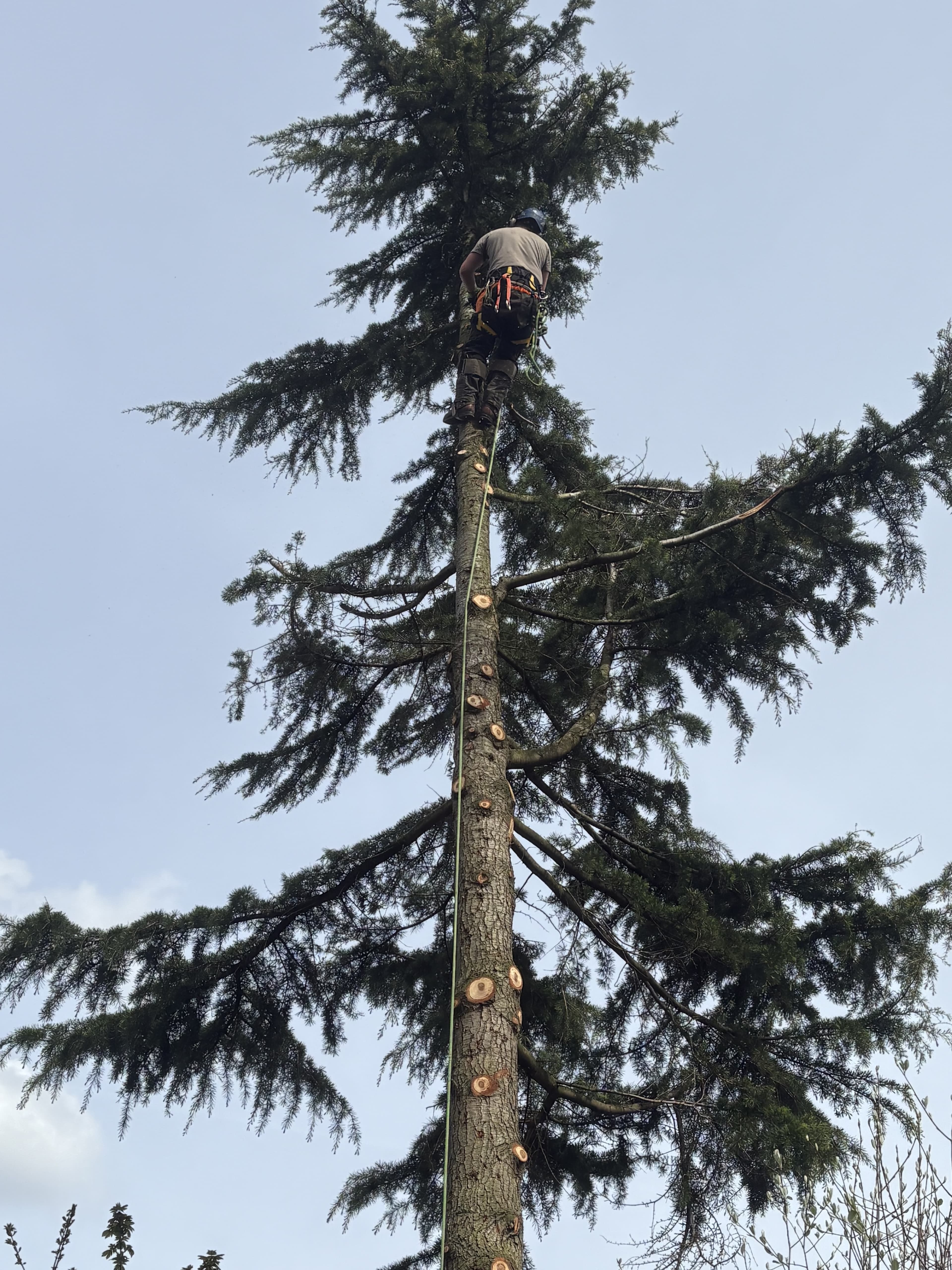 ARB Tree Services team at work