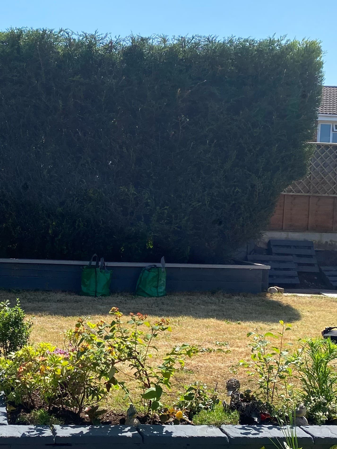 After tree removal