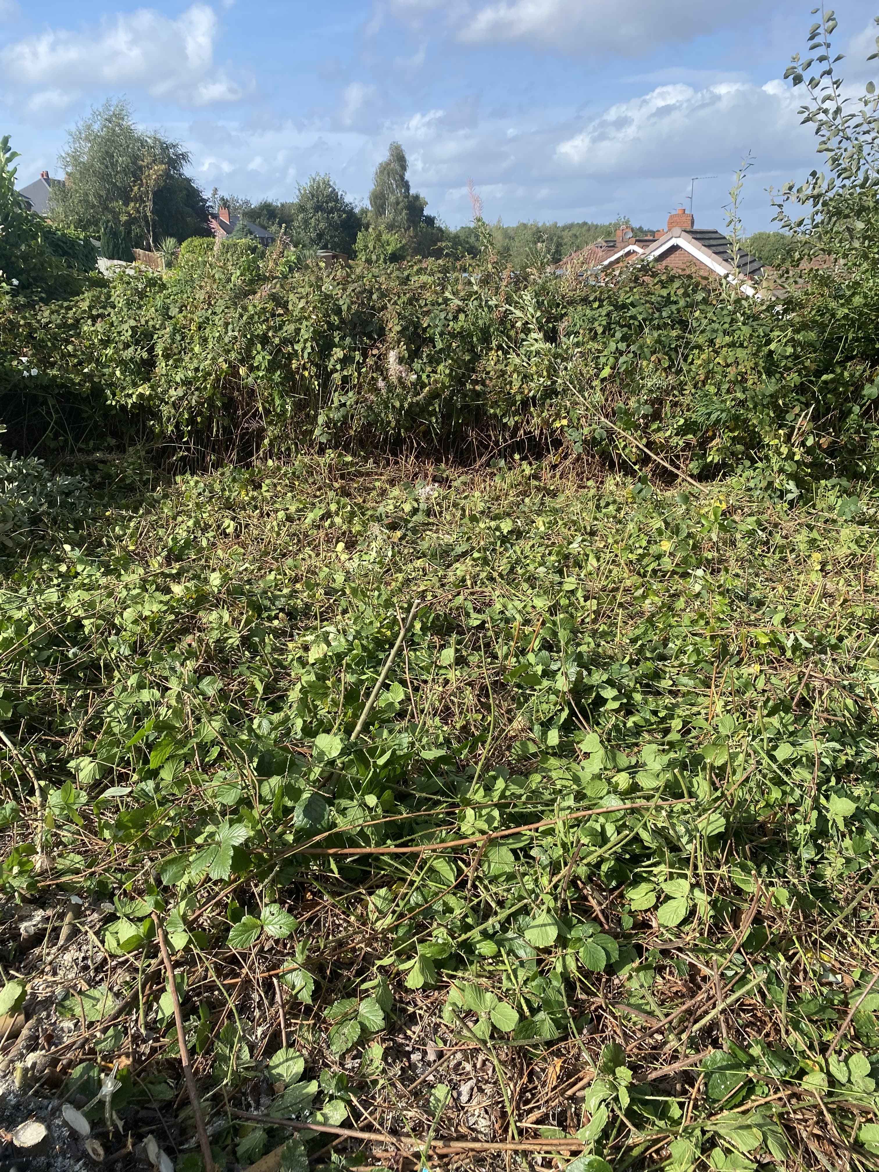 Overgrown garden — before clearance