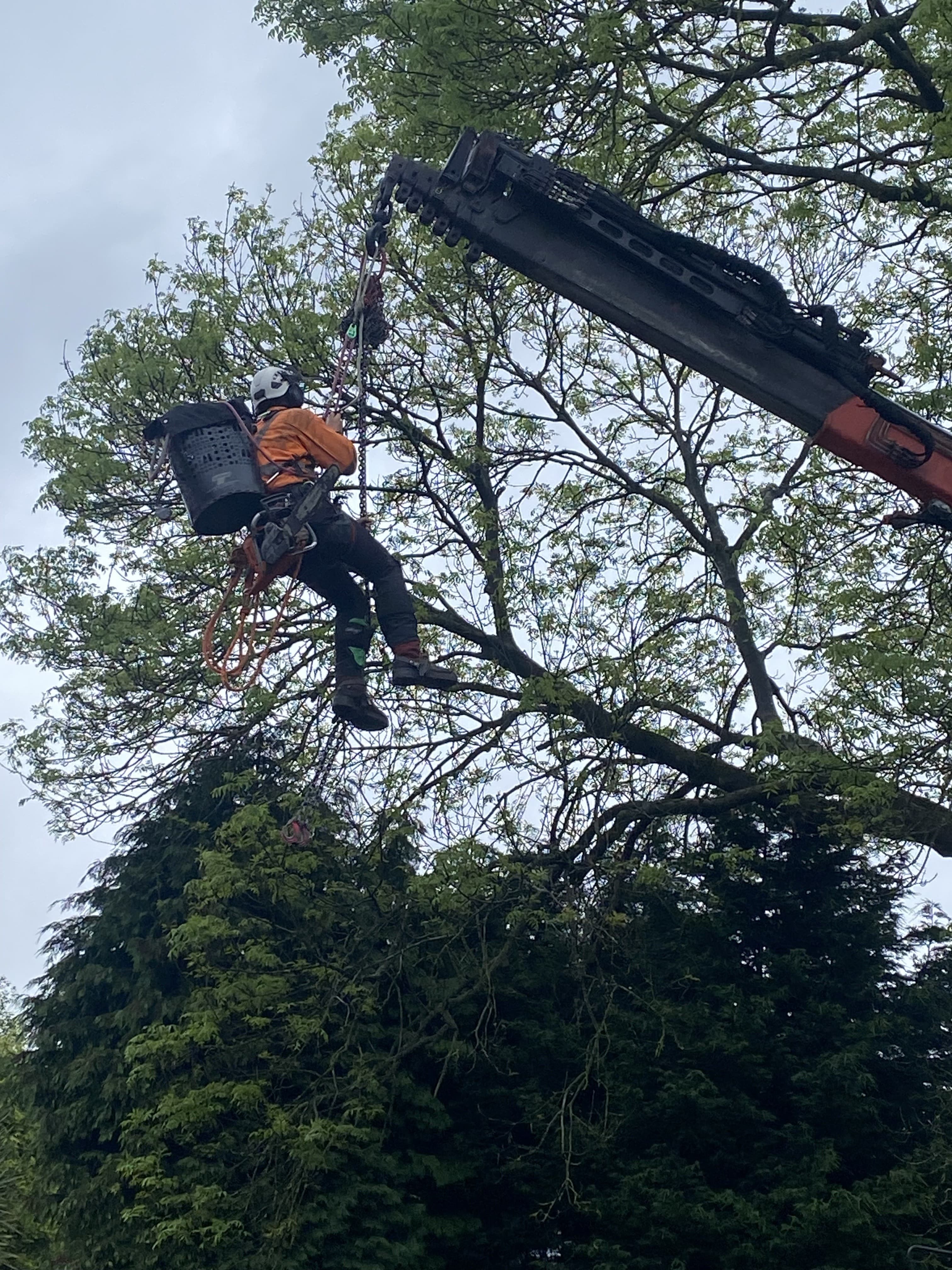 Tree surgeon at work