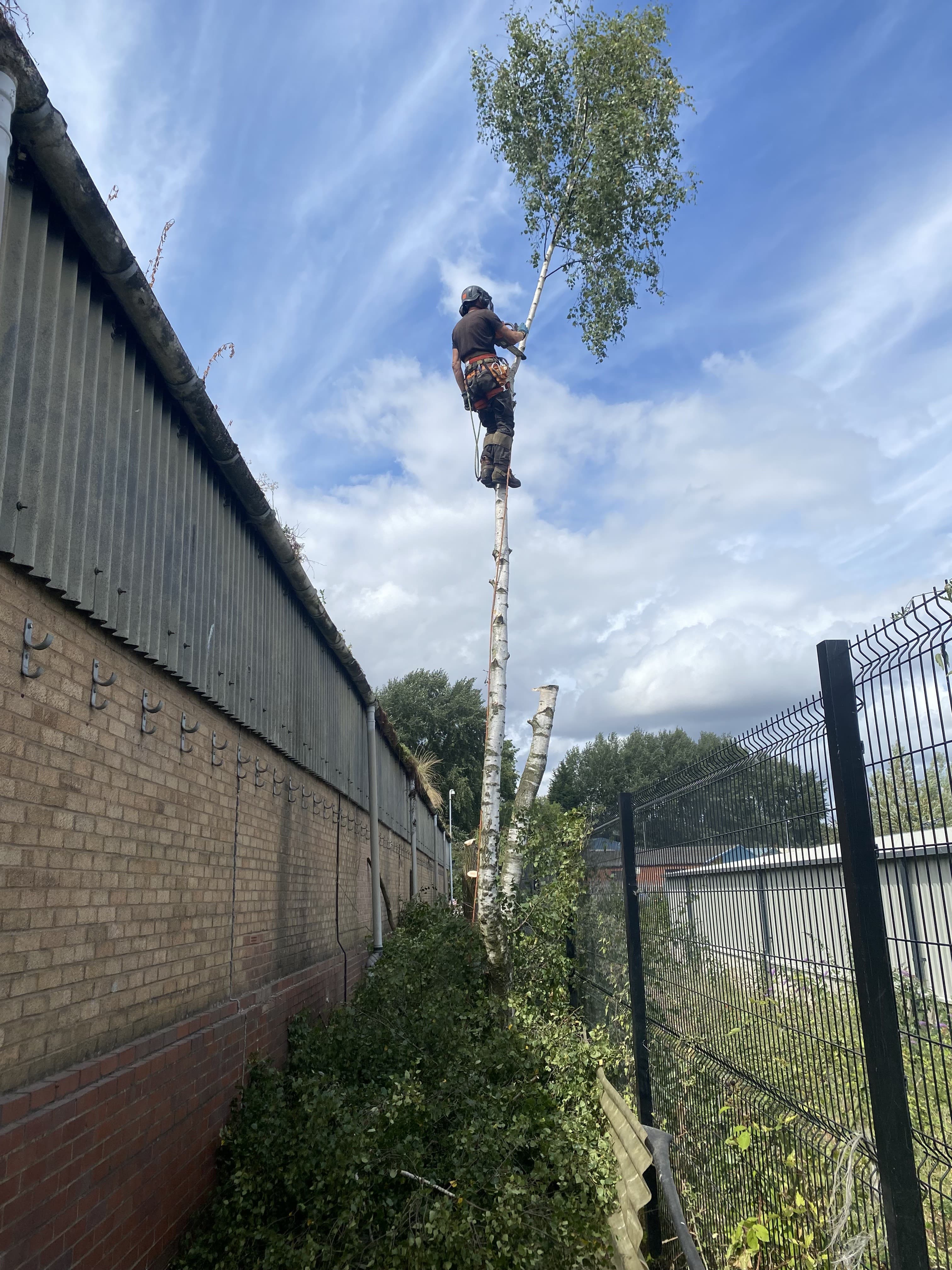 Tree surgery in progress