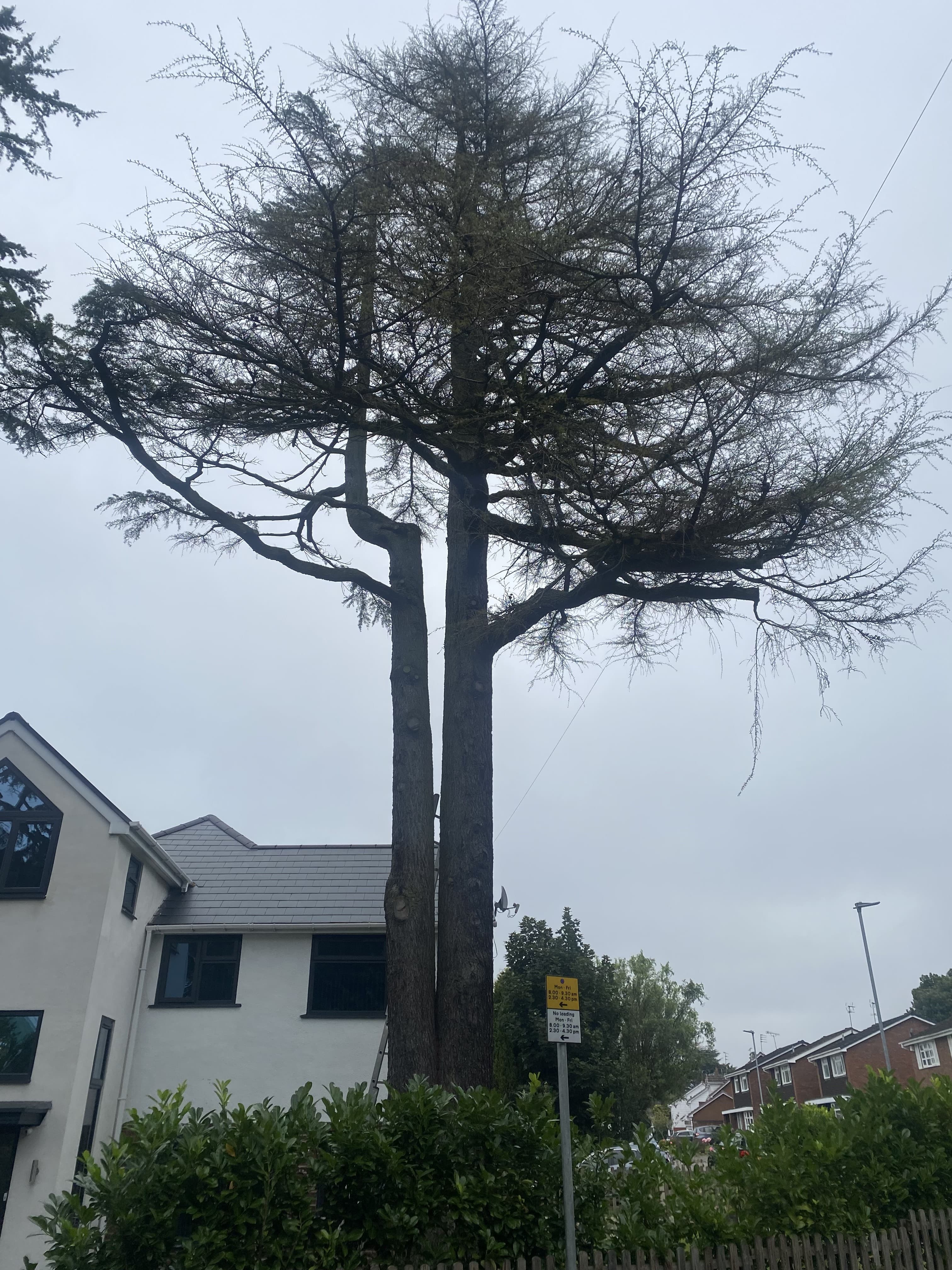 Overgrown tree — before work
